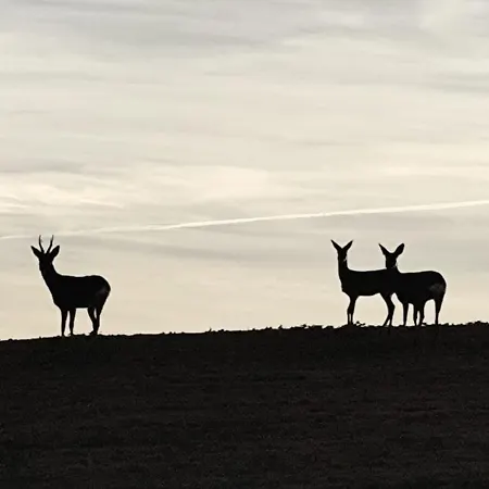 Casa Escalones Villalba (Soria)