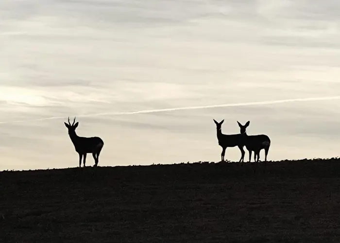 Casa Escalones Villalba (Soria)